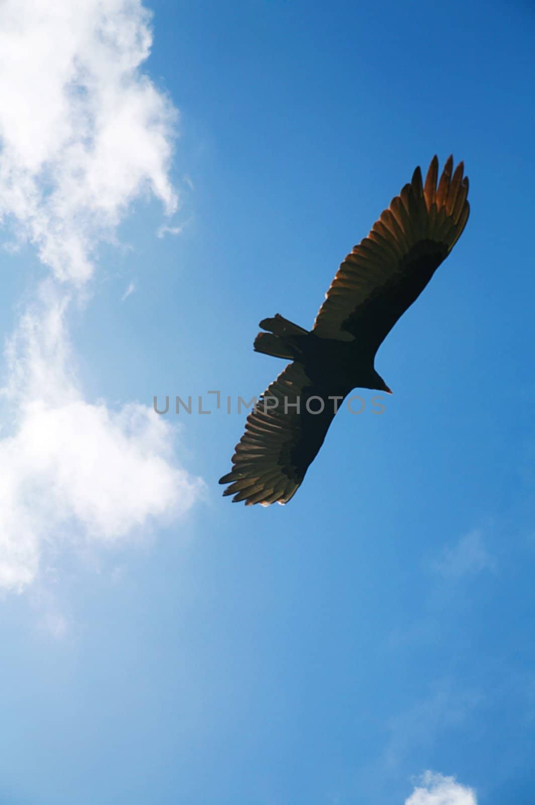 Picture of a flying eagle infront of wonderfull clouds