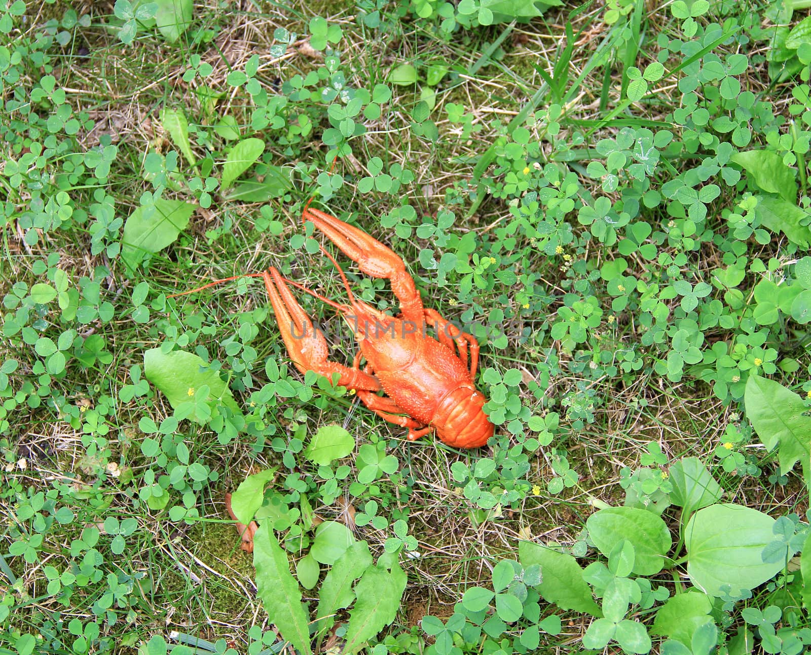 Summer lanscape with red boiled crawfish on green grass