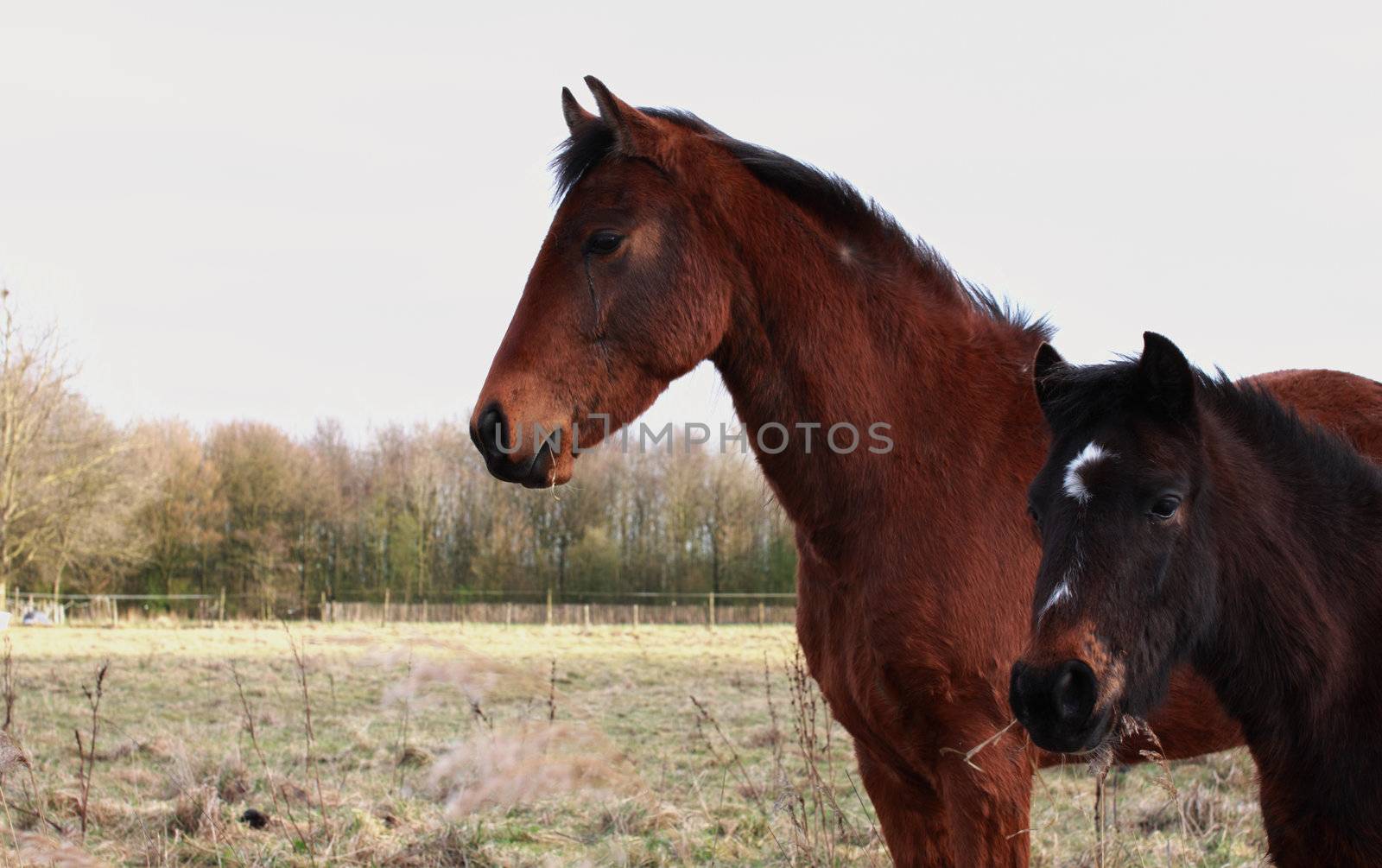 two horses with different size in te natural environment