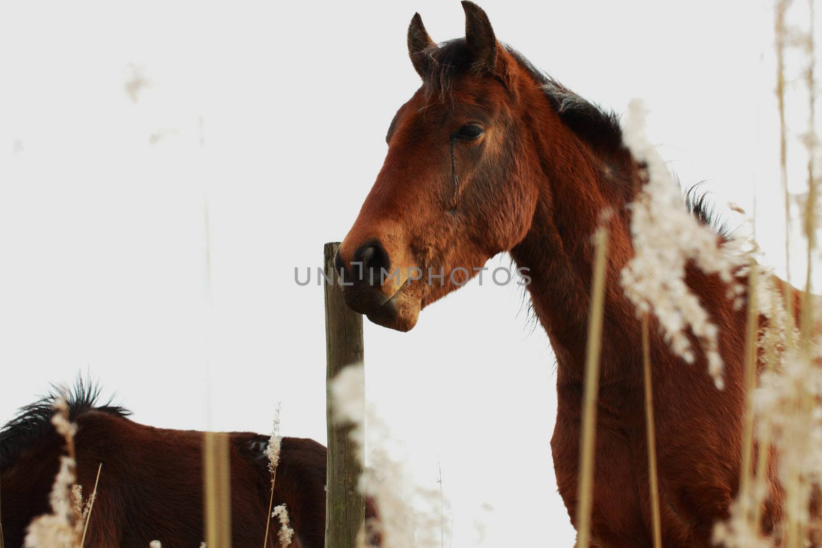 horse portrait in the natural environment with dry plant
