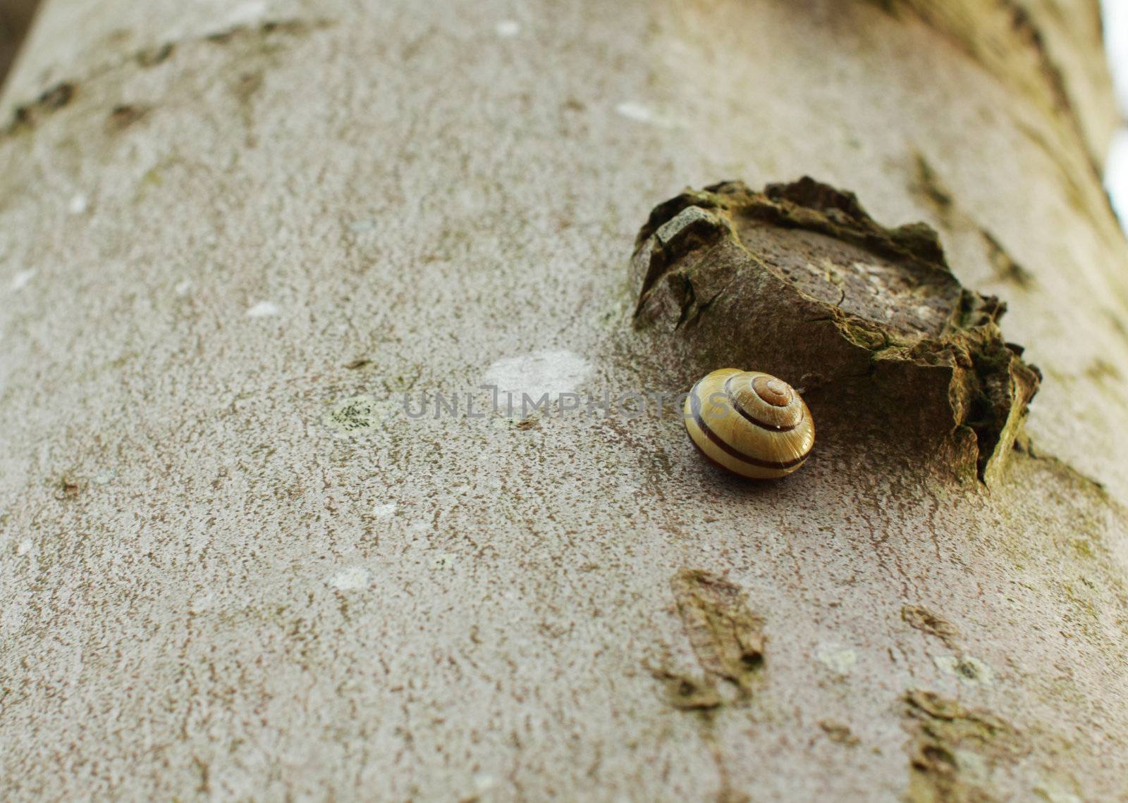 snail on the tree by catolla