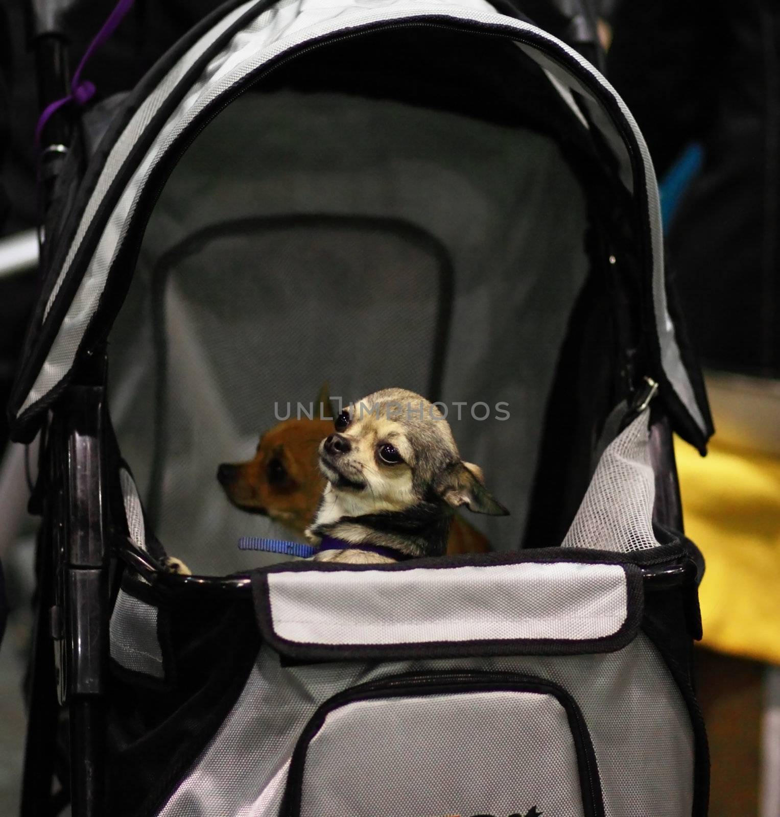 miniature dog in carriage by catolla