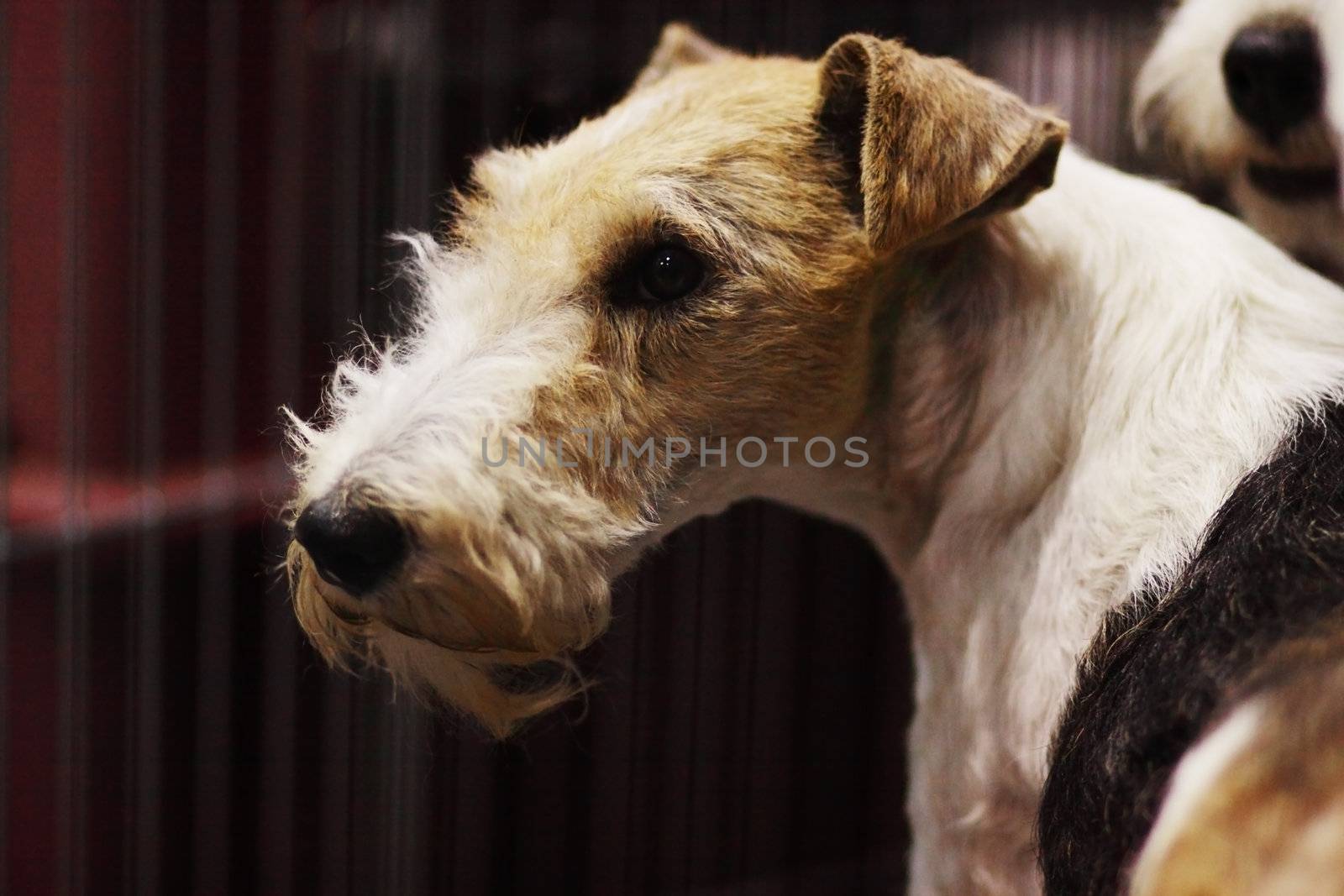 foxterrier portrait