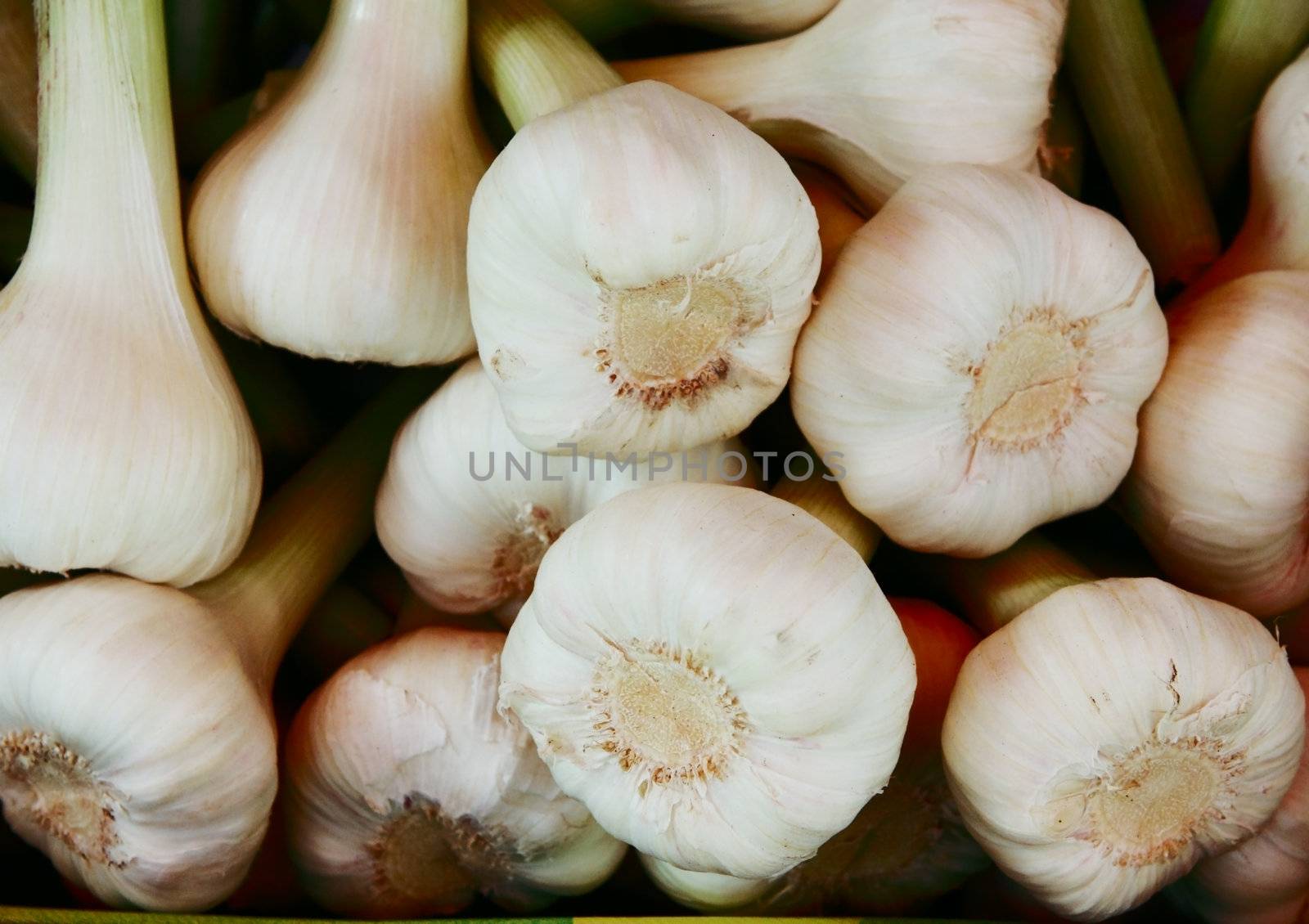 fresh garlic by catolla