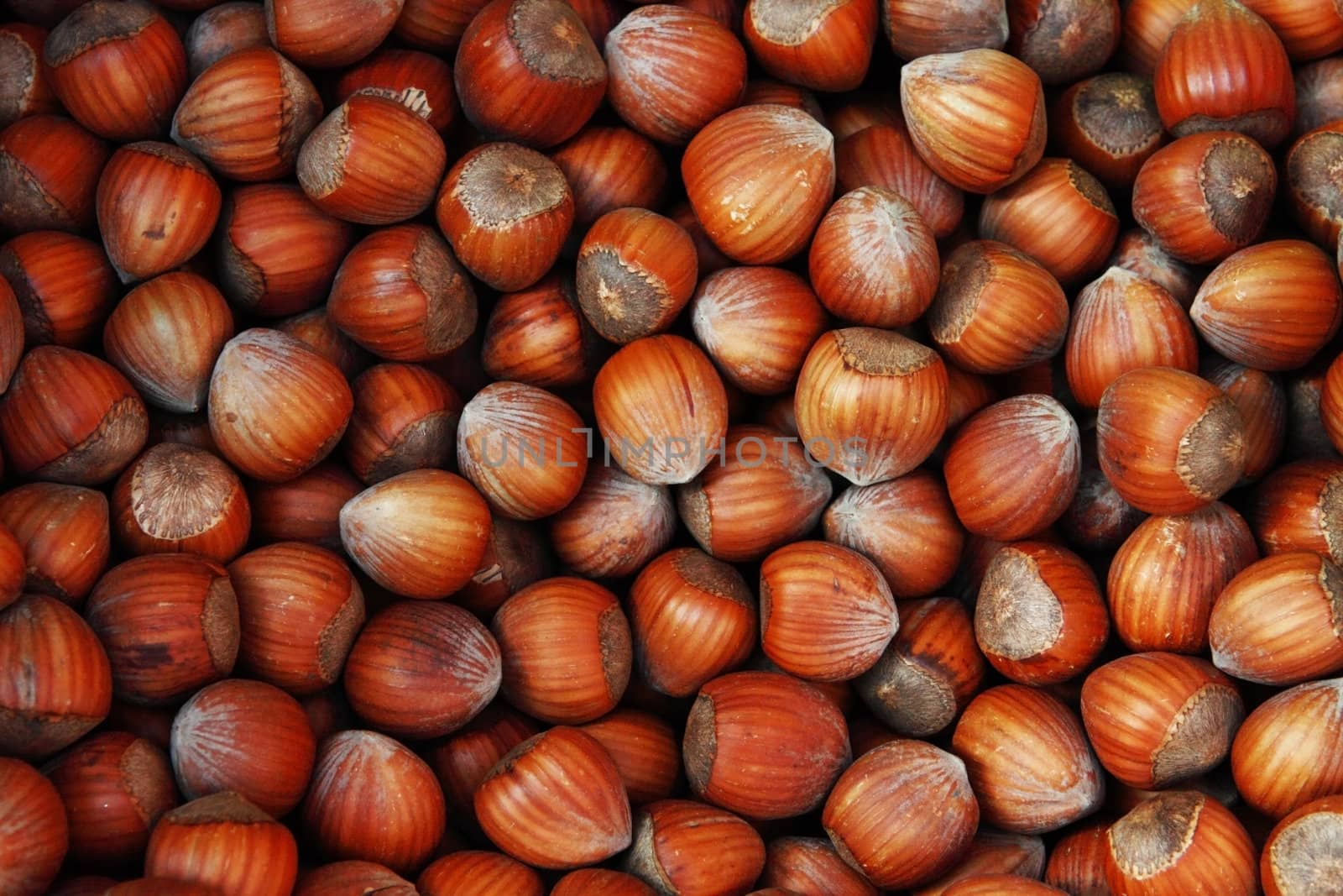 background of many big hazelnuts