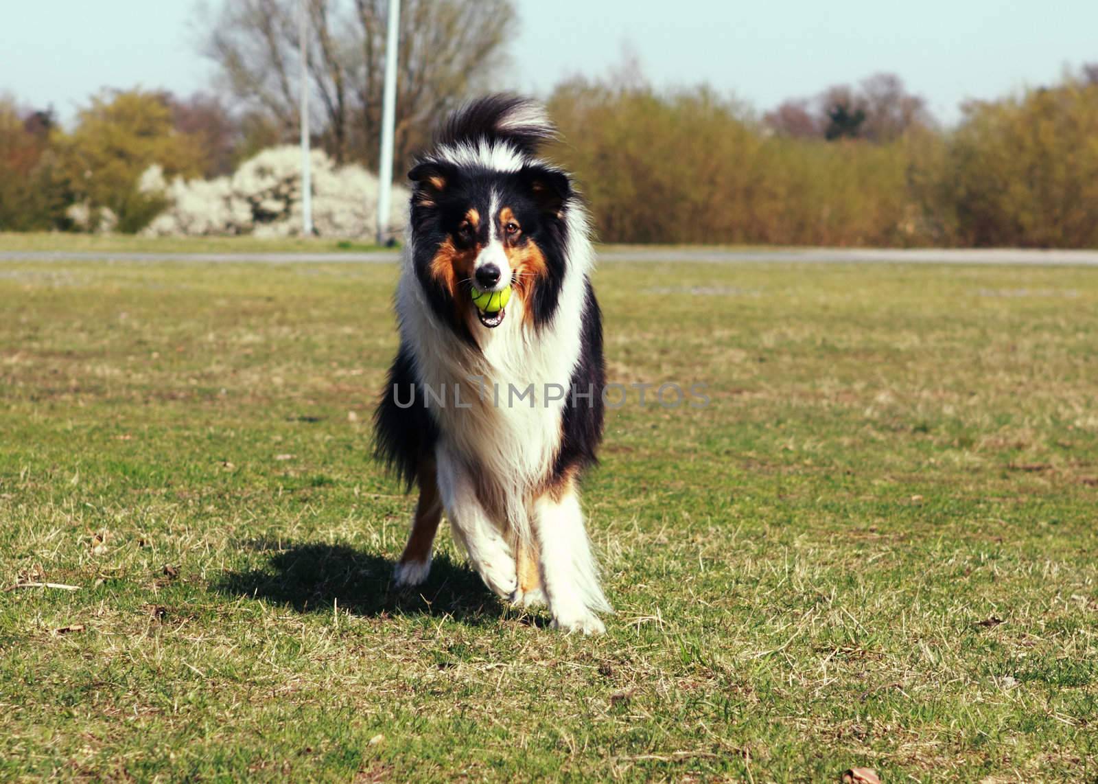 collie with ball in the mouth in the park