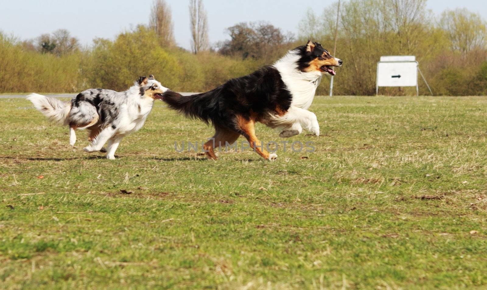 two fastly running collie during training on the grass