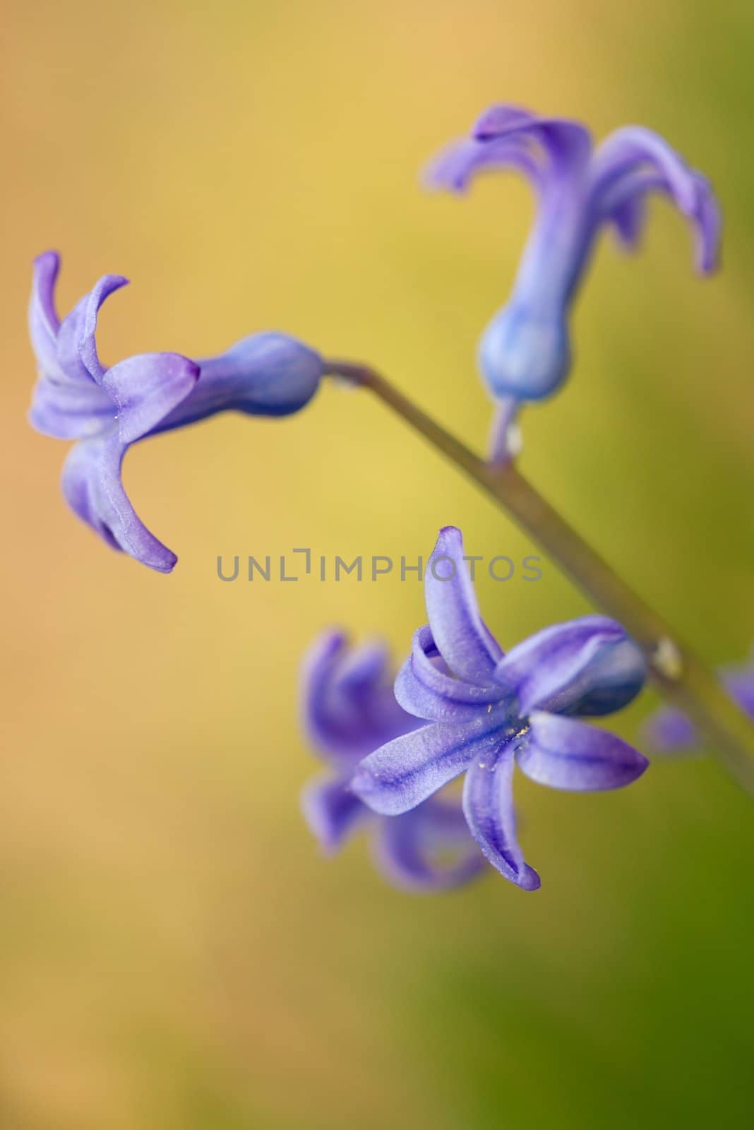 Small hyancinth flowers closeup