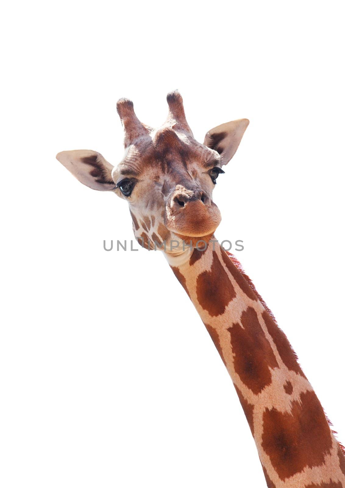 Giraffe portrait isolated on white background