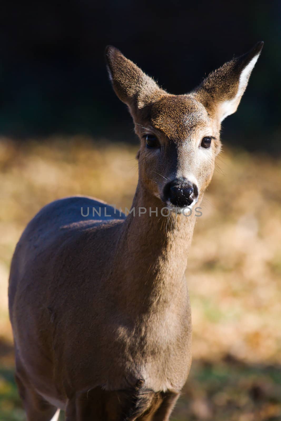 White Tailed Doe Looking into the camera.
