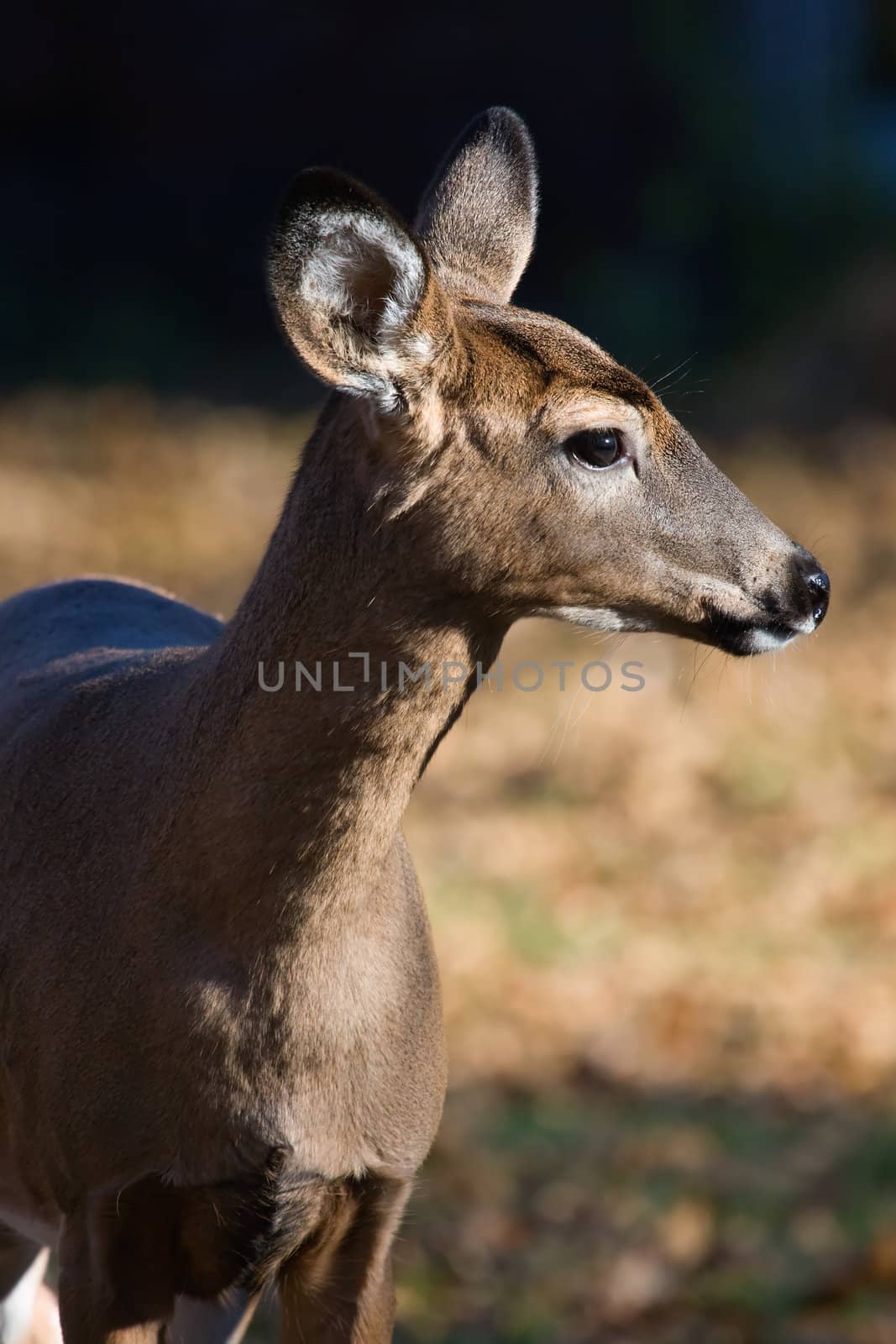 Side view of a White Tailed Deer in the Wild.