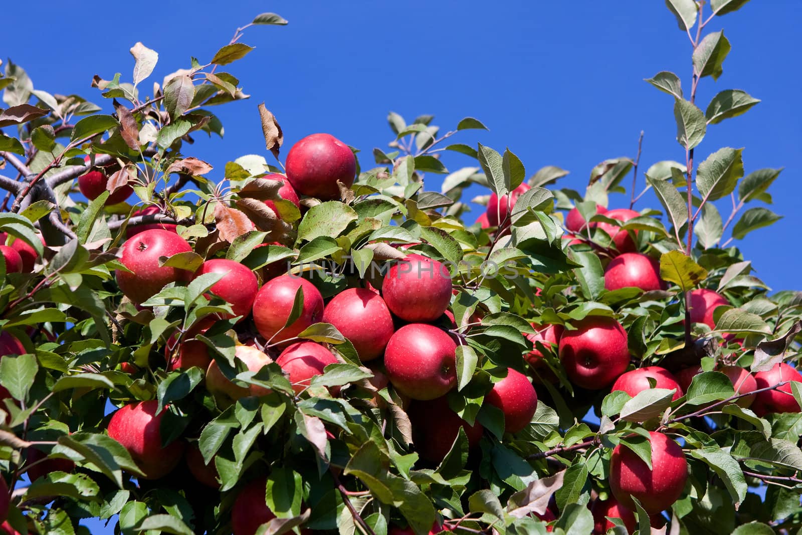Background of a Branch with red apples against blue sky.
