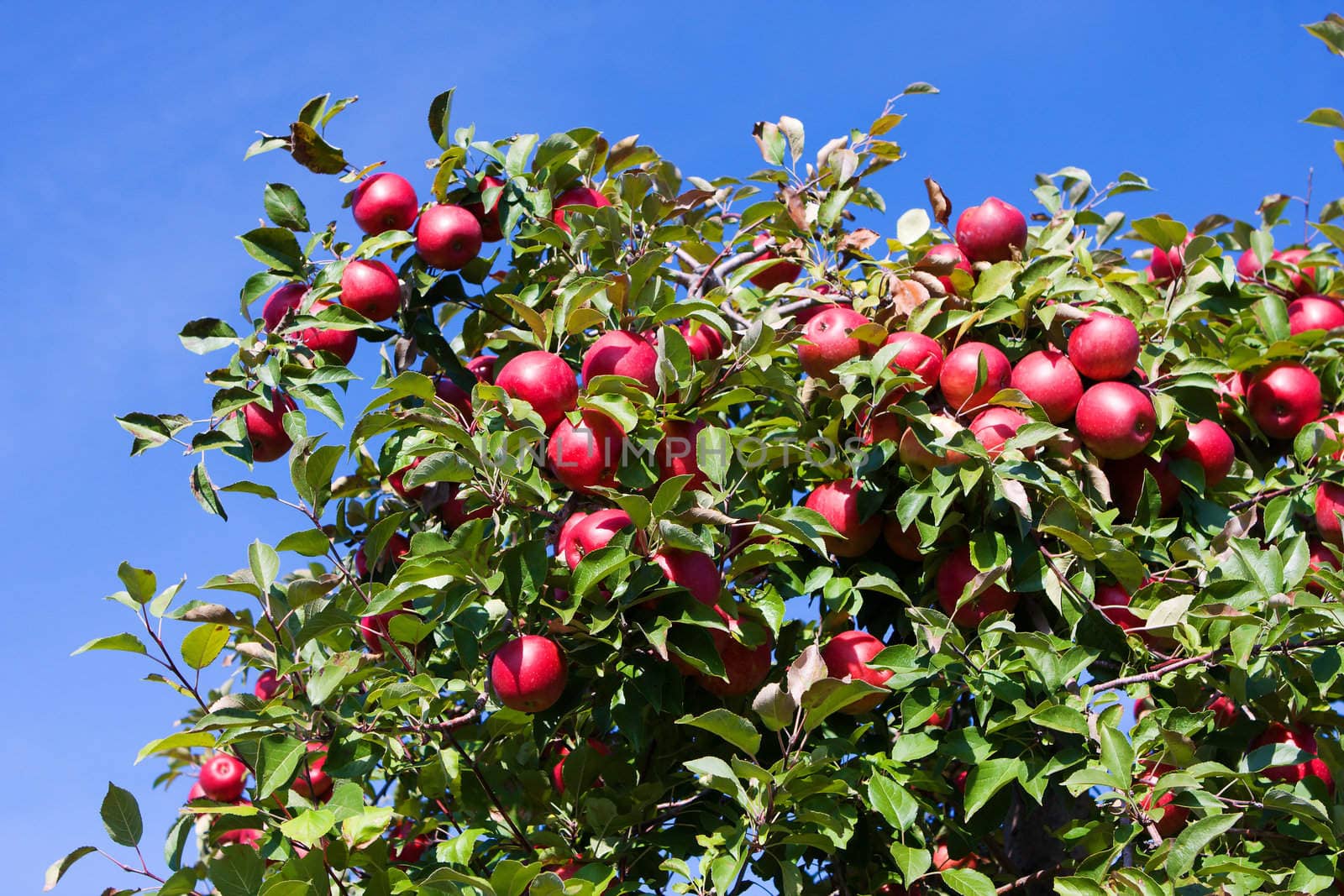 Tree Branches full of ripe red apples against blue sky.