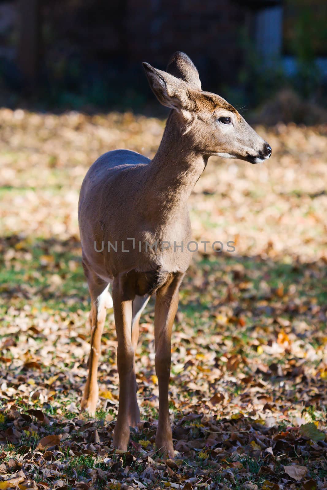 Full front view of a White Tailed Doe.