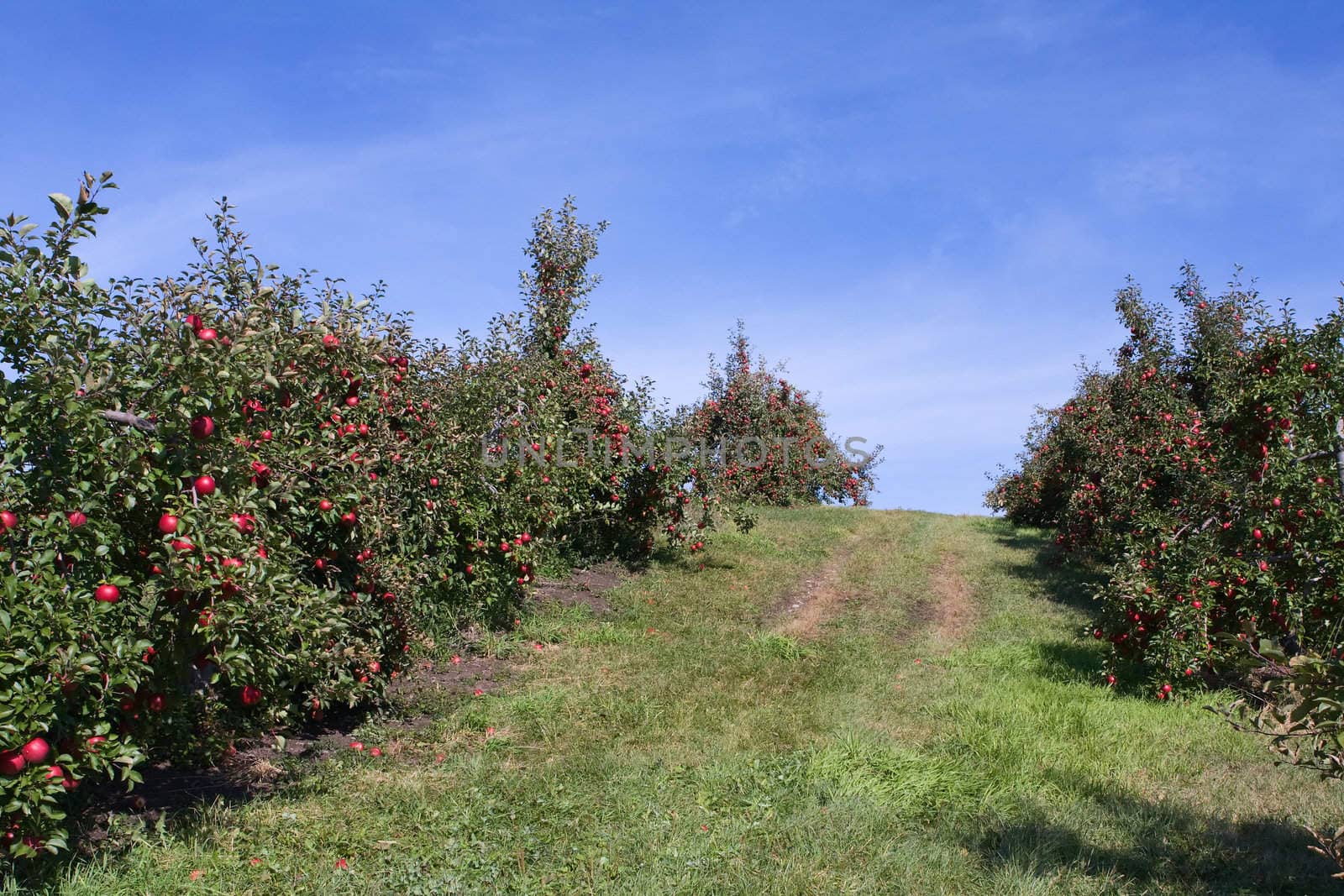 Apple Orchard trees full of rippend apples.