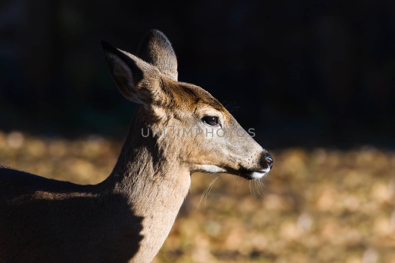 Close-up side view portrait of a White Tailed Doe.