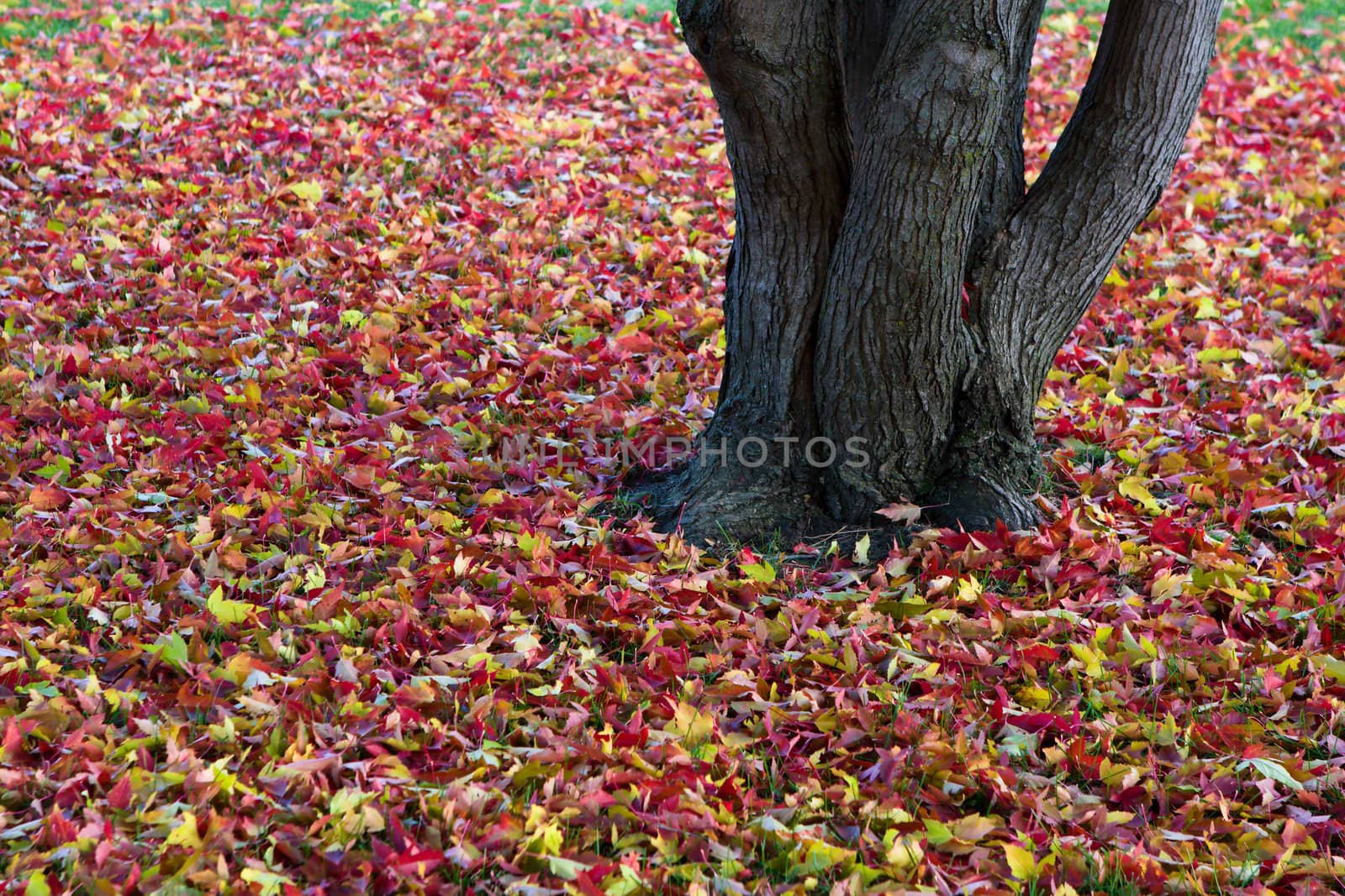 Beautiful Autumn leaves Background. by Coffee999