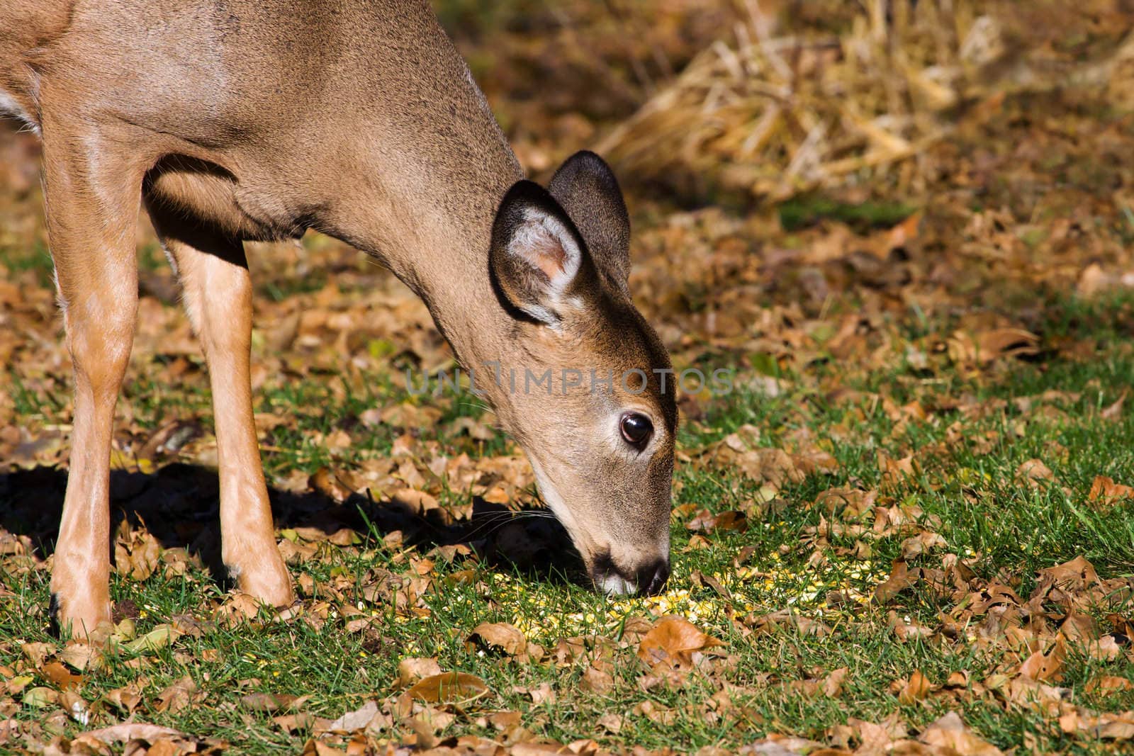 Portrait of a Young Deer eating grass.