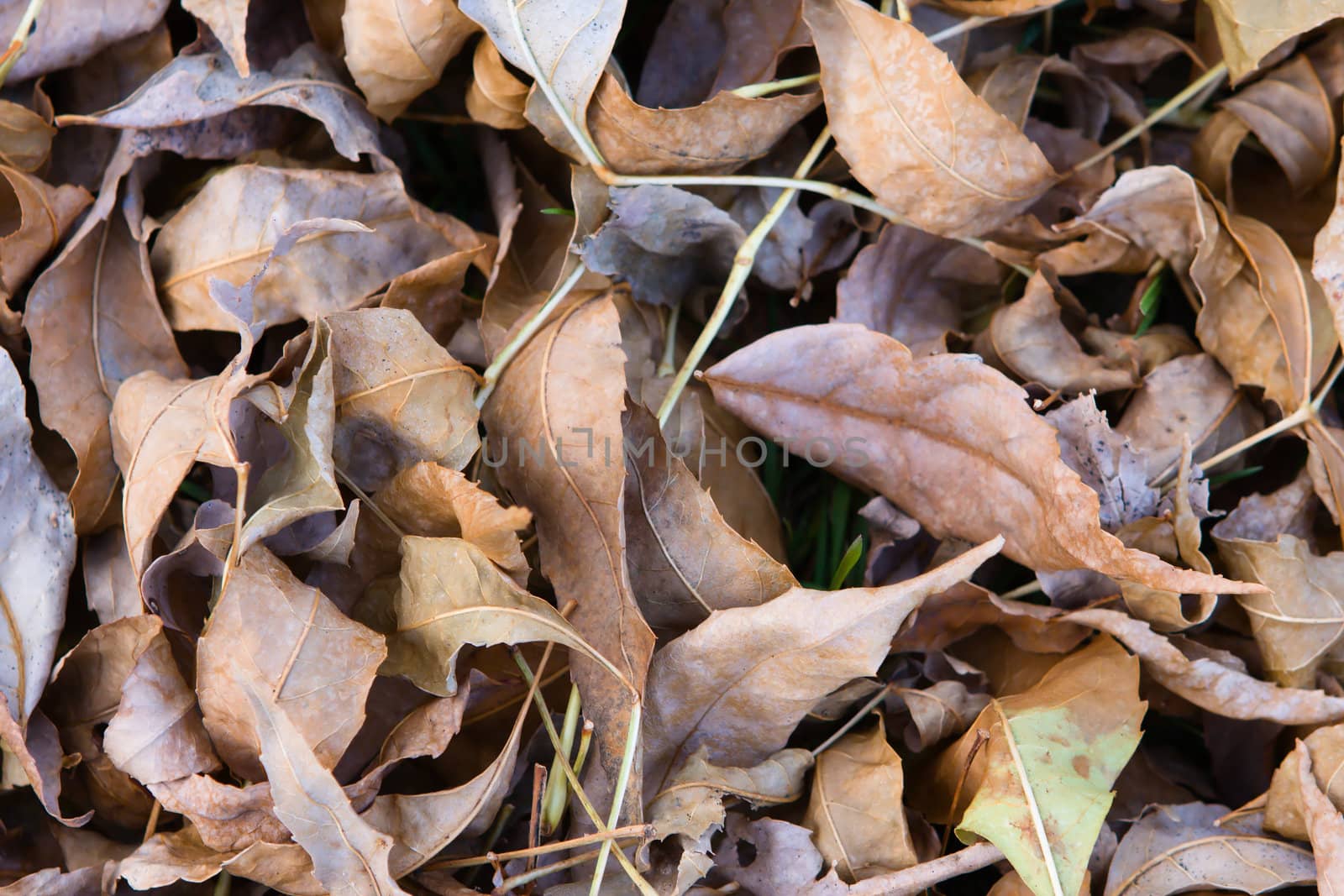 Background of a pile of Dry Autumn Leaves.