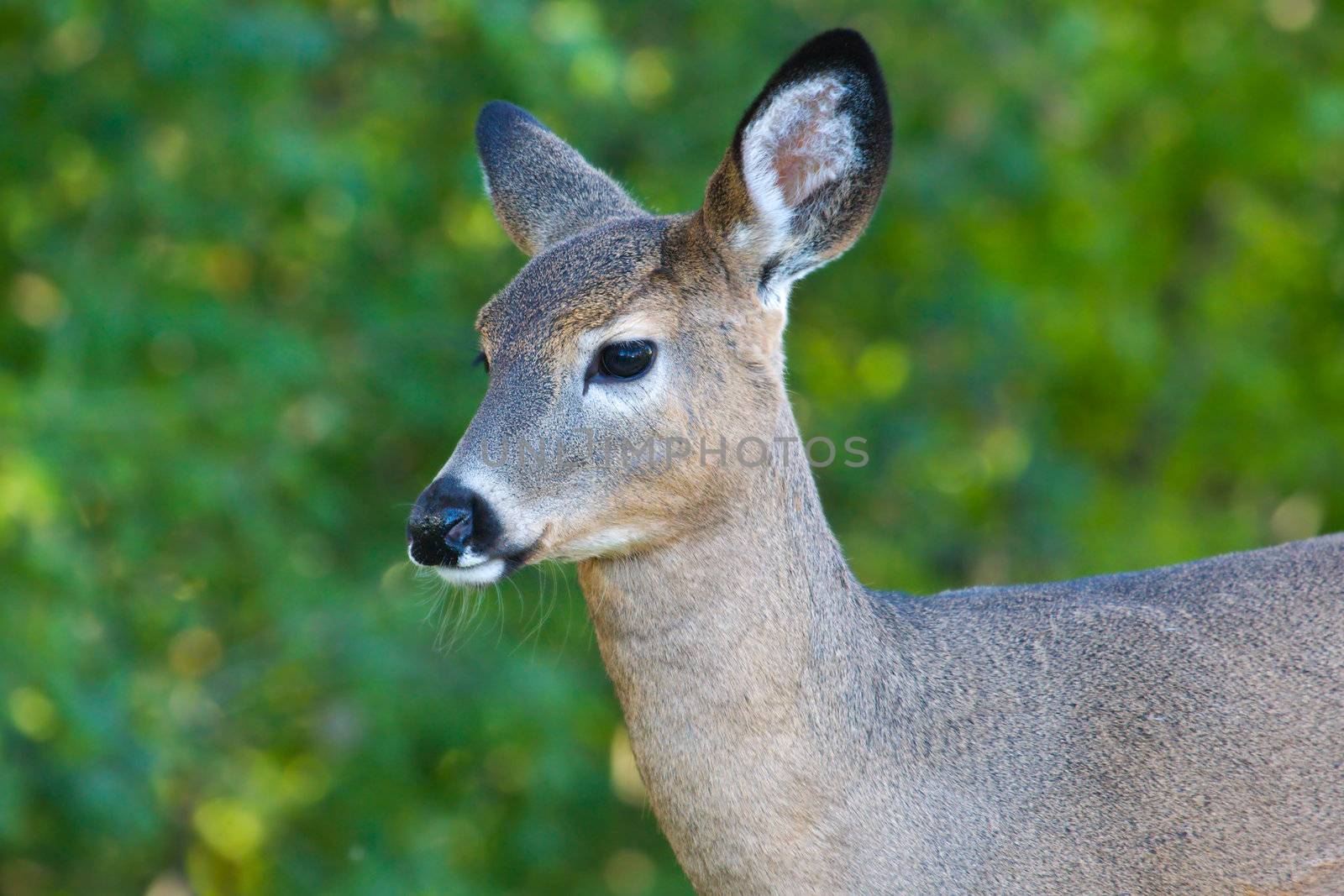 Close up portrait of female deer near the forest edge.