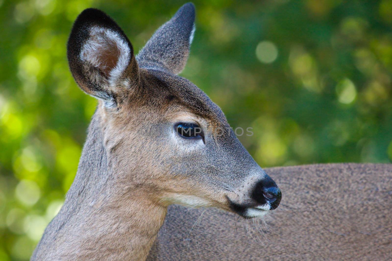 Close up portrait of female deer. by Coffee999