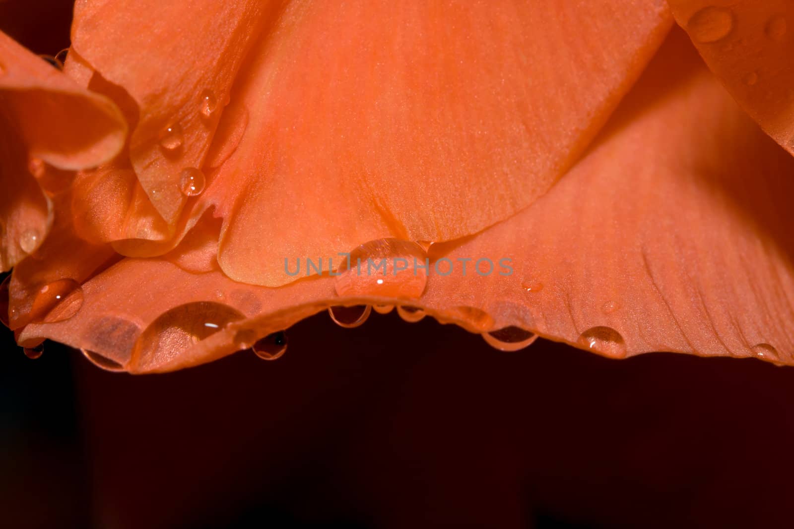 Beautiful Orange Rose Pedal with water drops.