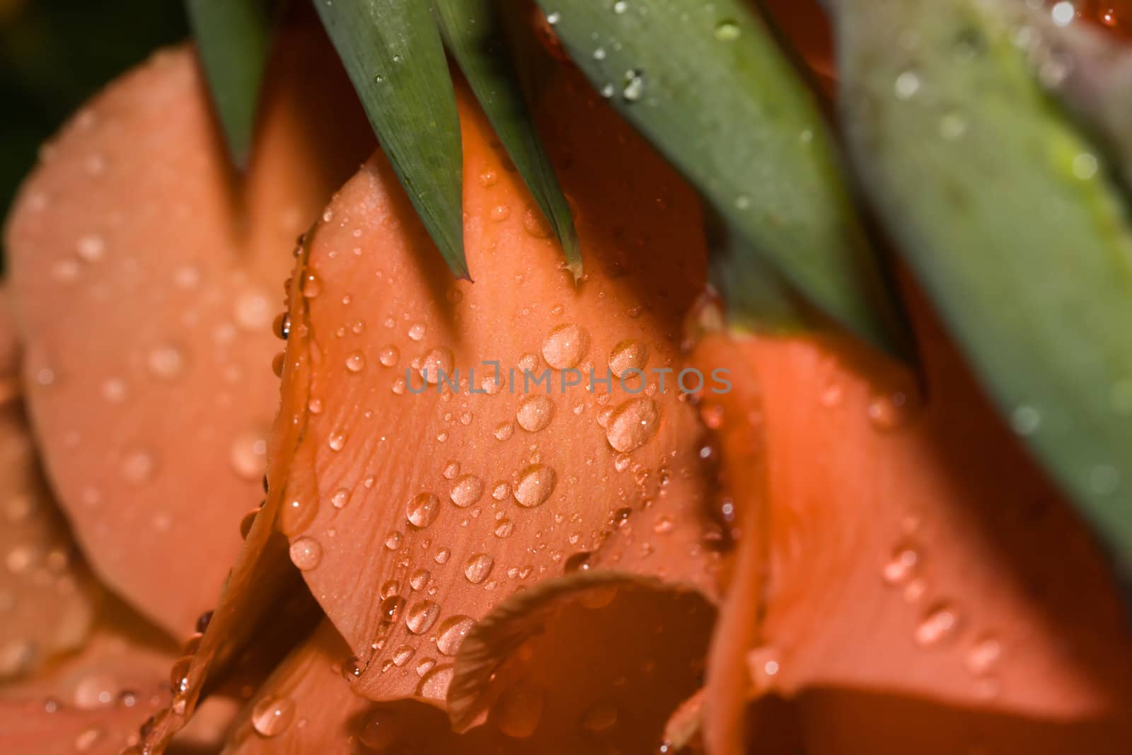 Beautiful Orange Rose Pedal with water drops.