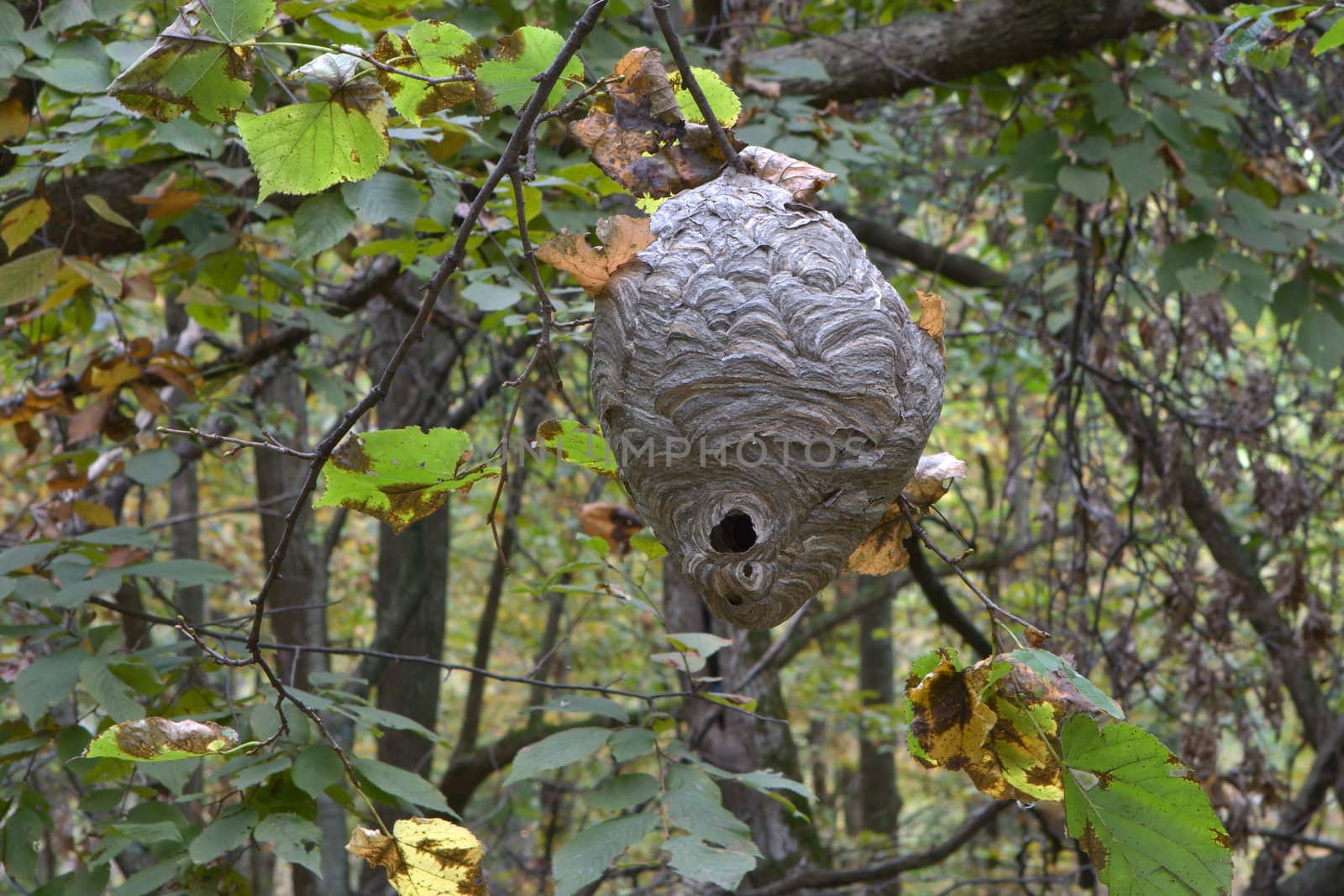 Paper Wasp Nest by Coffee999
