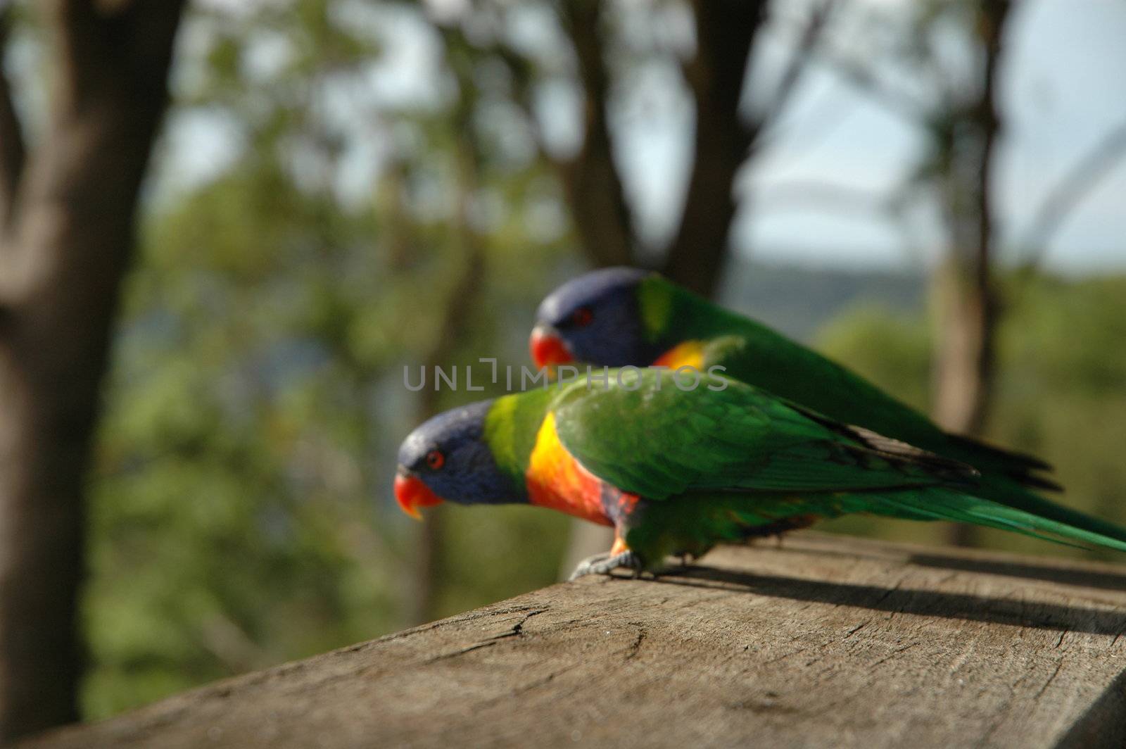 Australia parrots at Mt Tamborine in Queensland.