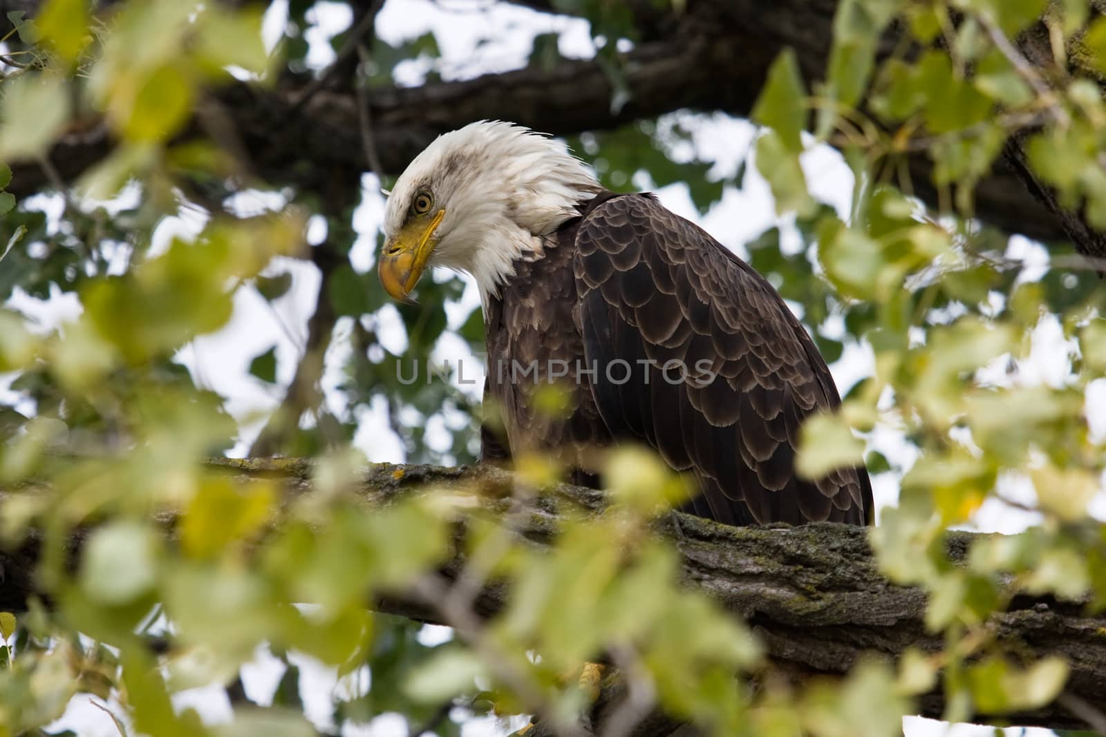 American Bald Eagle by Coffee999