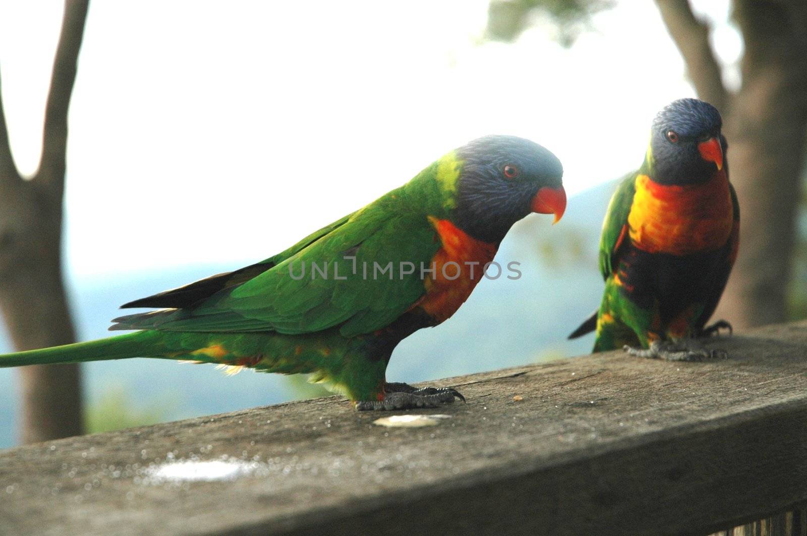 Parrots waiting by ianmck