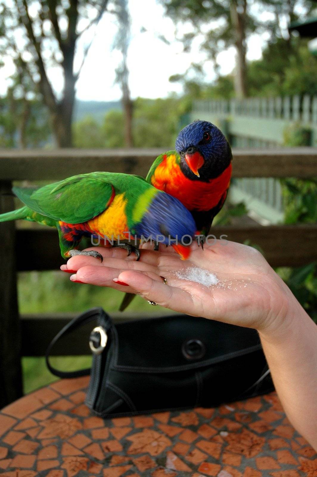 Parrots enjoying some sugar.