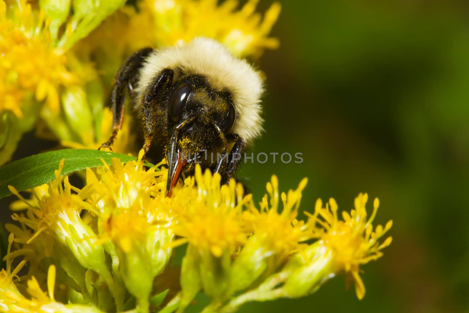 Golden Northern Bumblebee resting on a yellow flower.