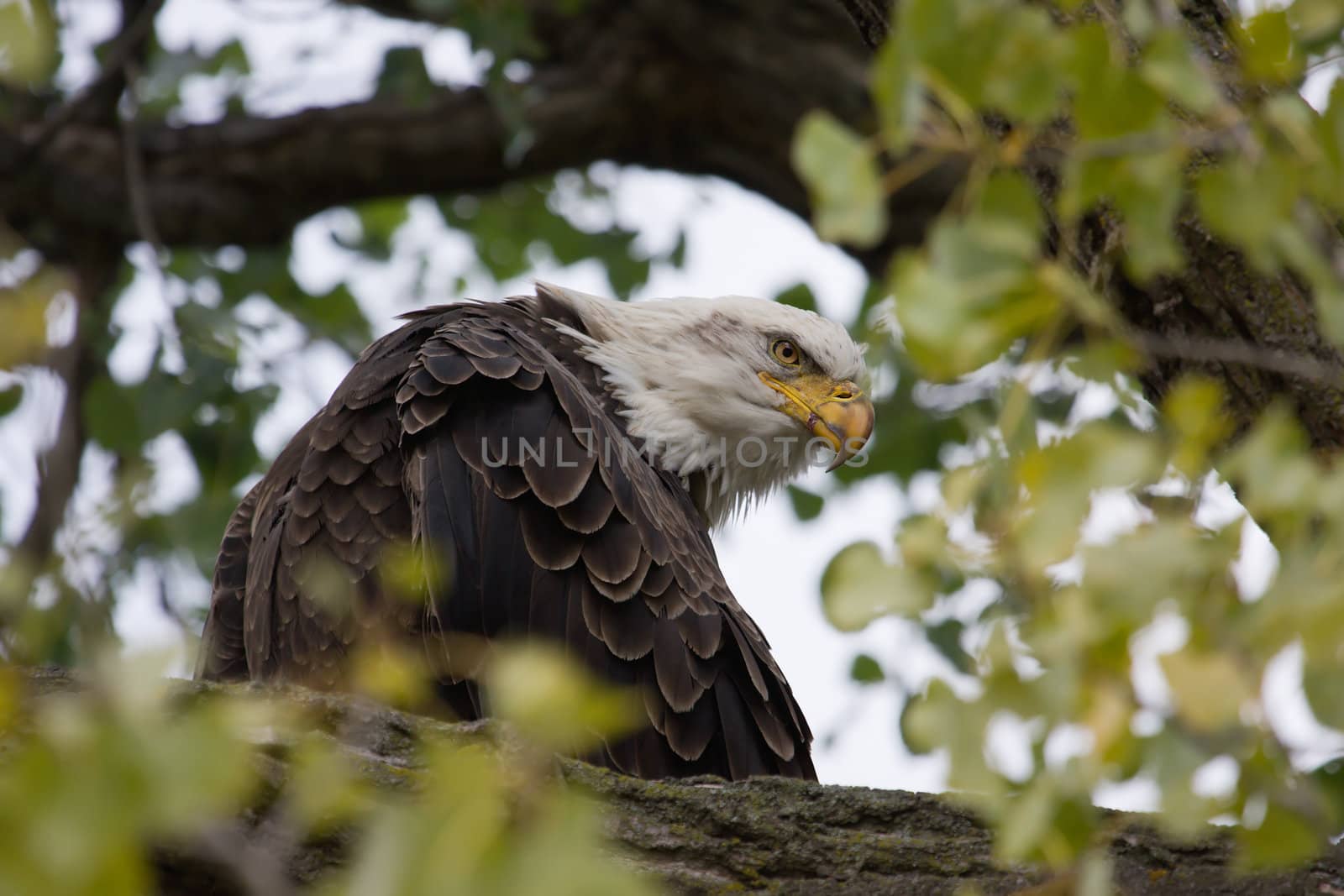 American Bald Eagle by Coffee999