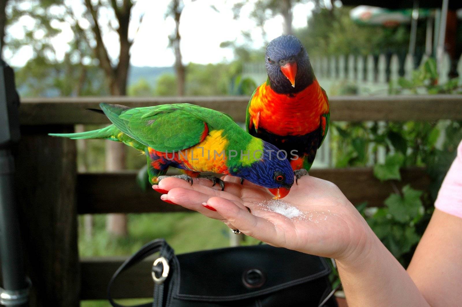 Not so wild, wild parrots. by ianmck