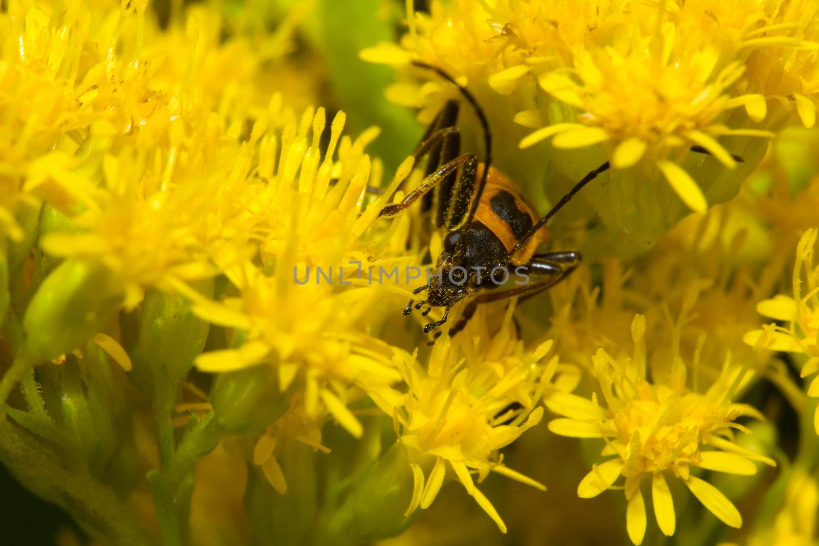 Lightning Bug crawling on a yellow flower.