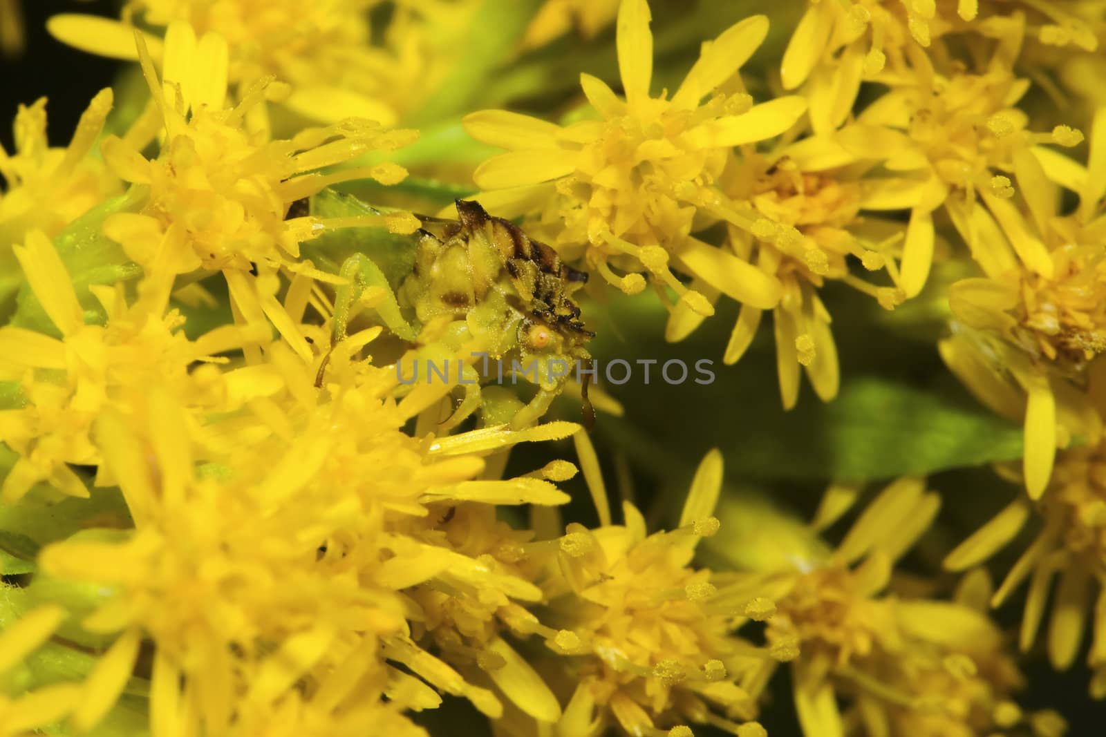 Mating Ambush bugs (Phymata erosa) in goldenrod flowers.