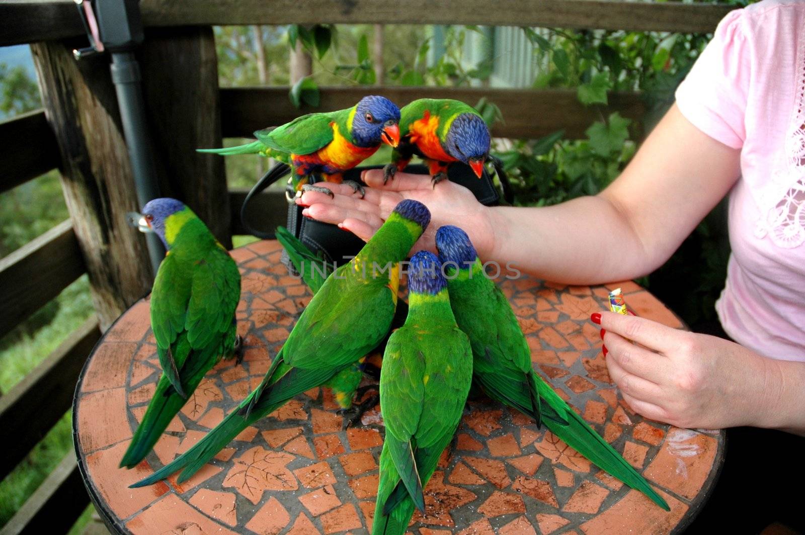 Australian parrots having a feed at Mt Tamborine.