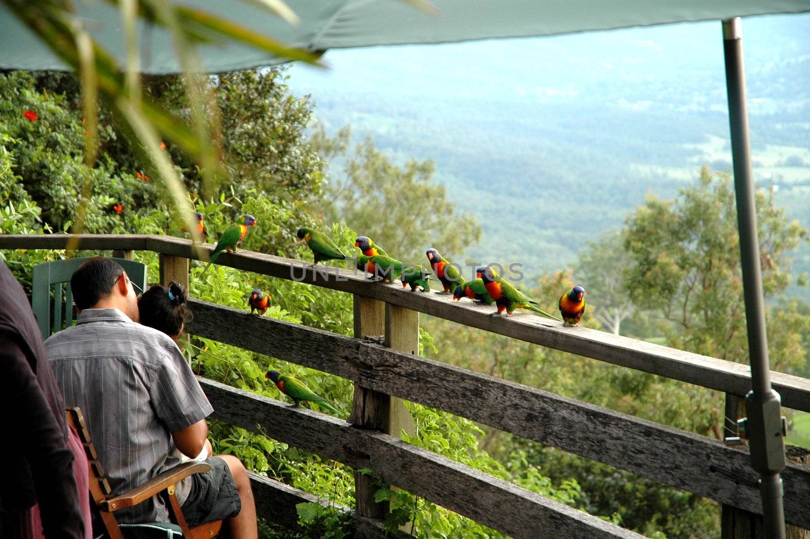 Parrots sitting on the fence at Mt Tamborine in Queensland.