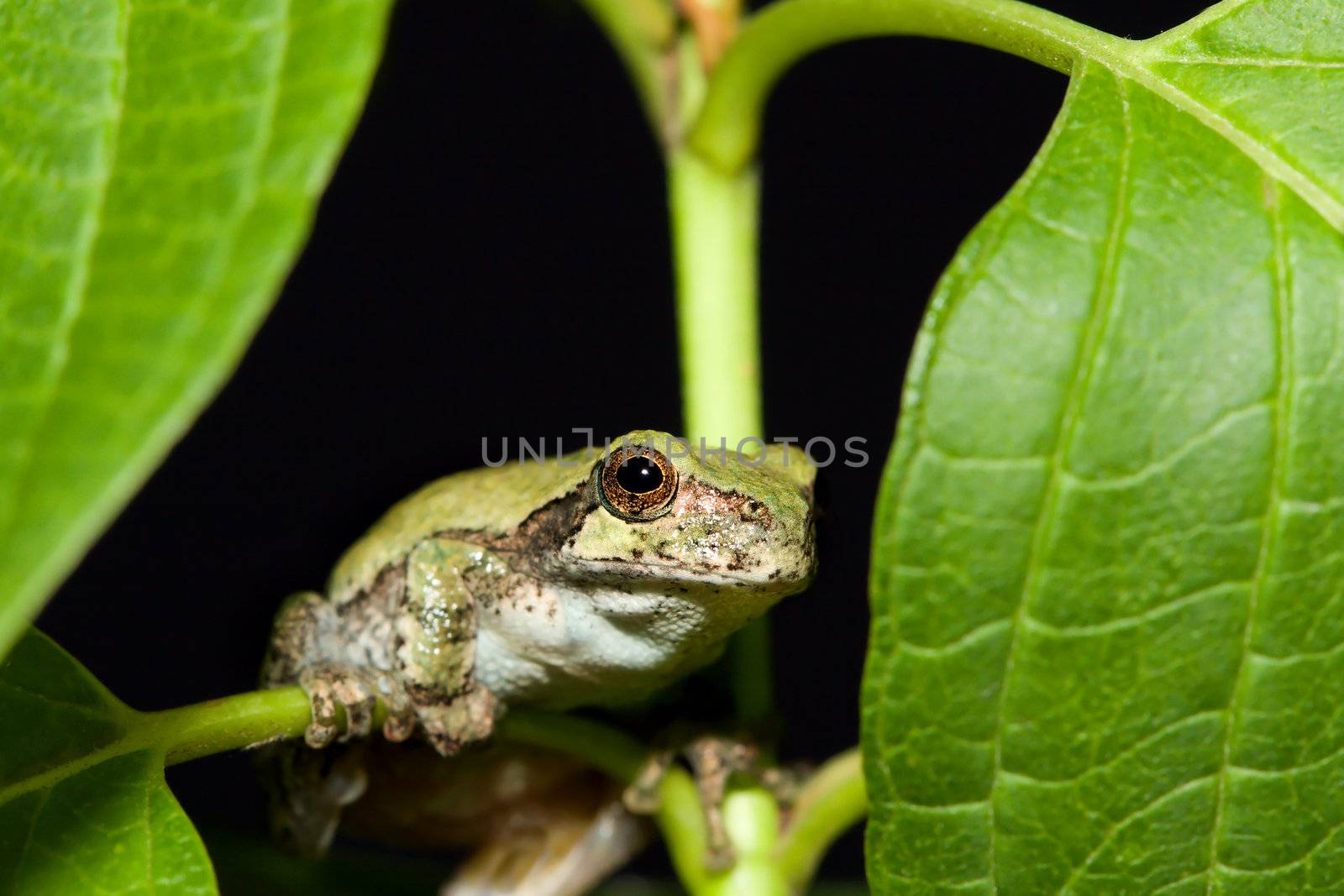 Cope's Gray Tree frog on a leaf.