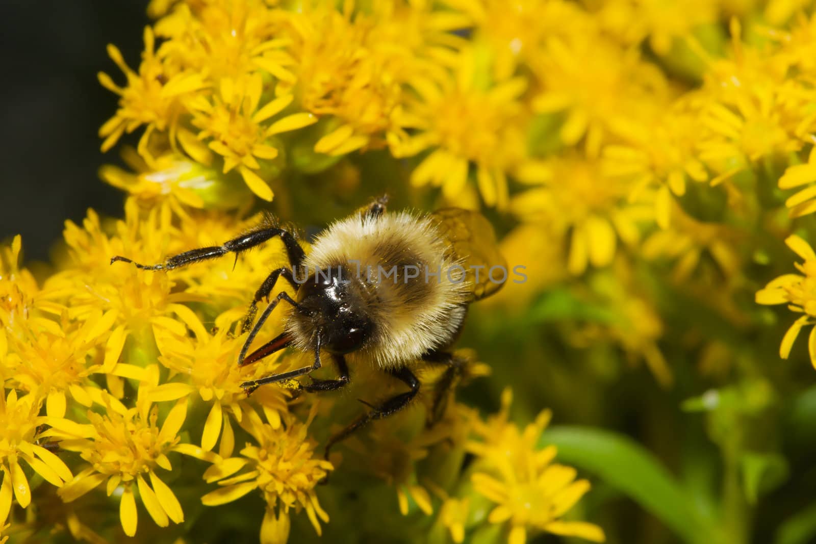Golden Northern Bumblebee. by Coffee999