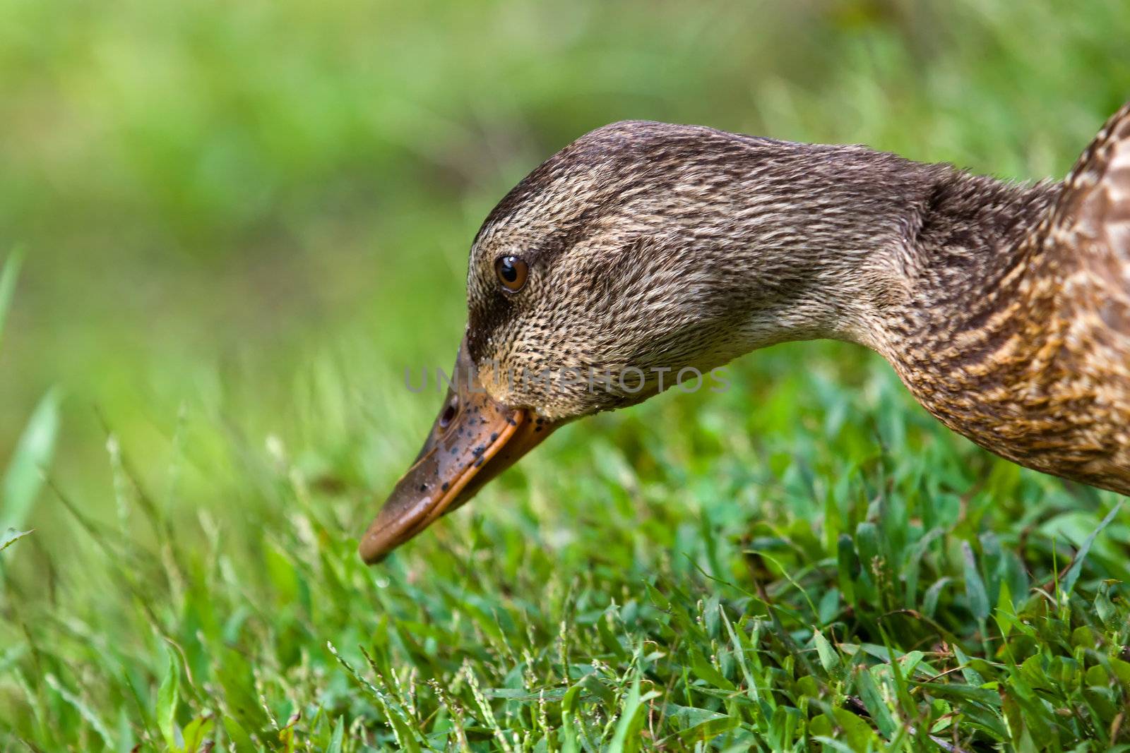 Female Mallard looking at it's next bite.