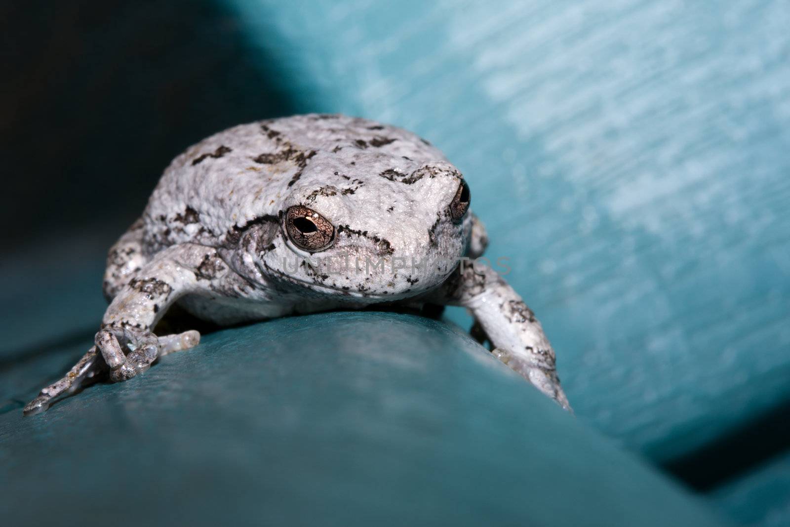 Cope's Gray Tree Frog clinging to a chair.