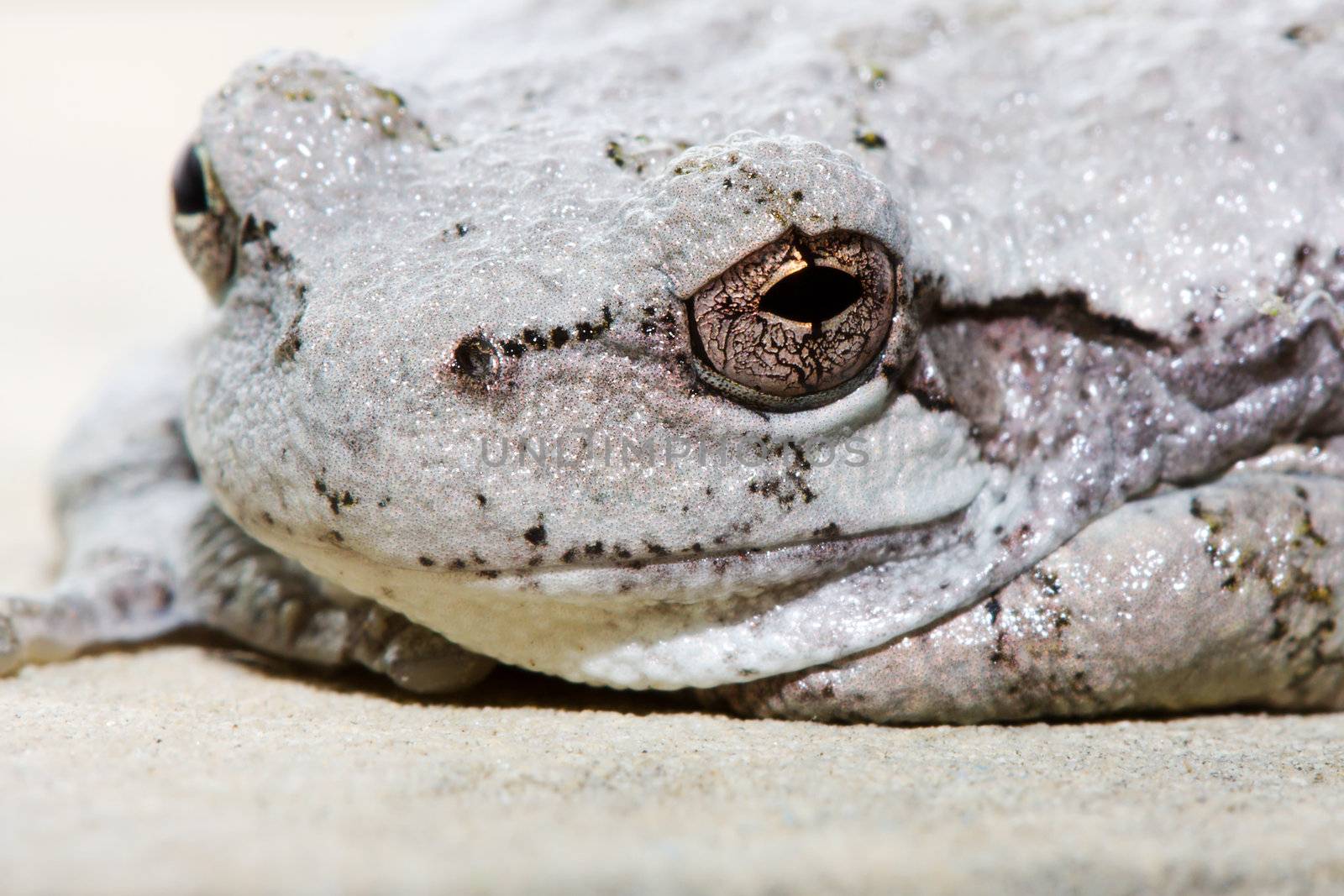 Cope's Gray Tree Frog resting on a ledge.
