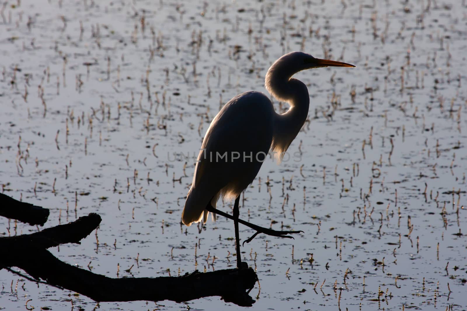 Silhouette of a Great White Egret perched in a downed tree.