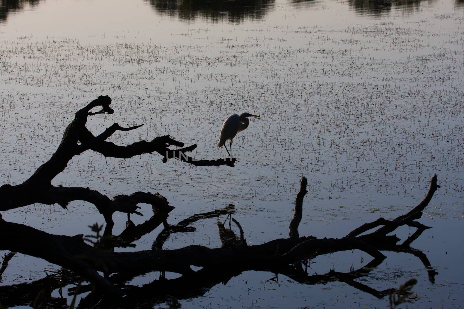 Great White Egret silhouette. by Coffee999