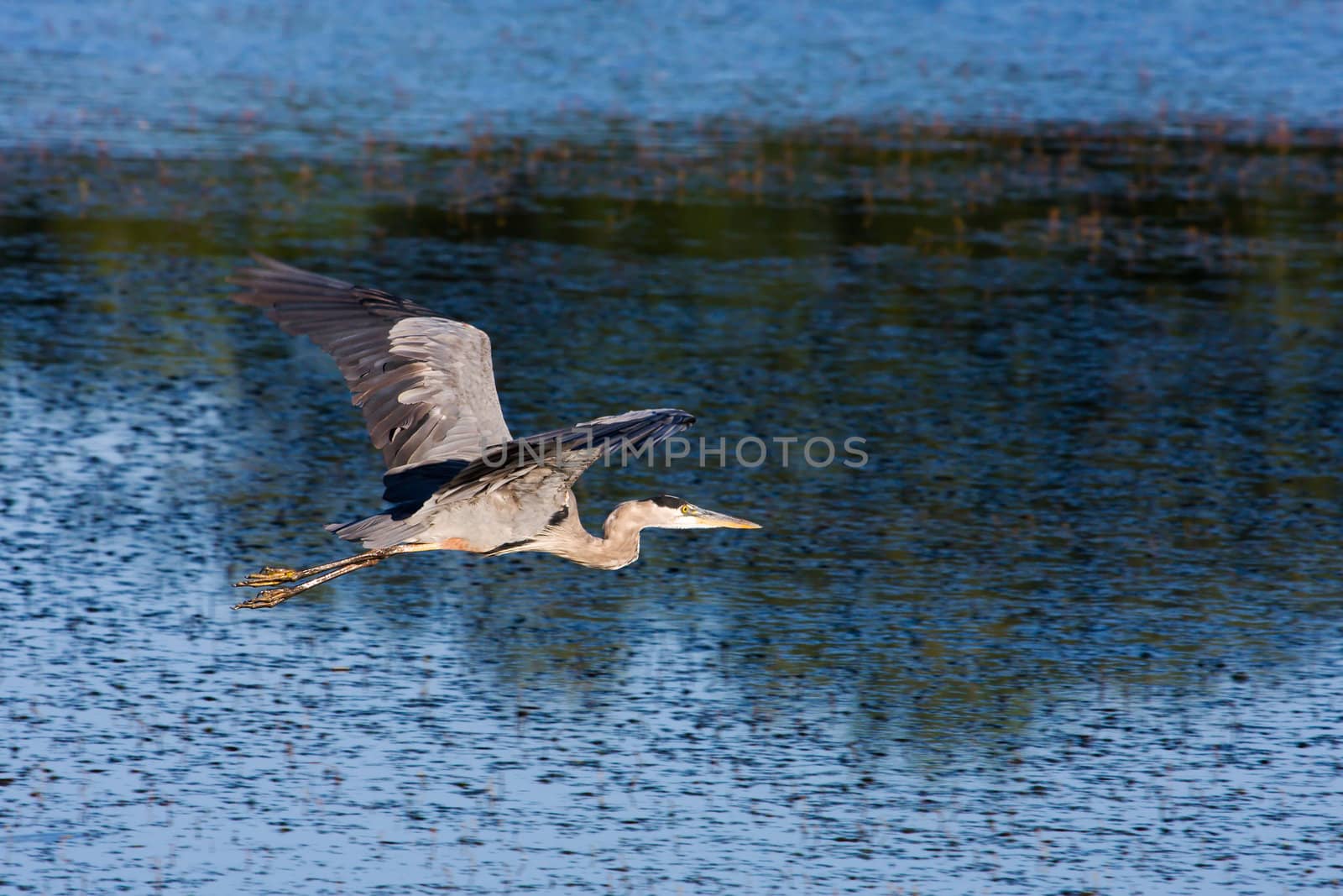 Great Blue Heron Flying to a new fishing location.