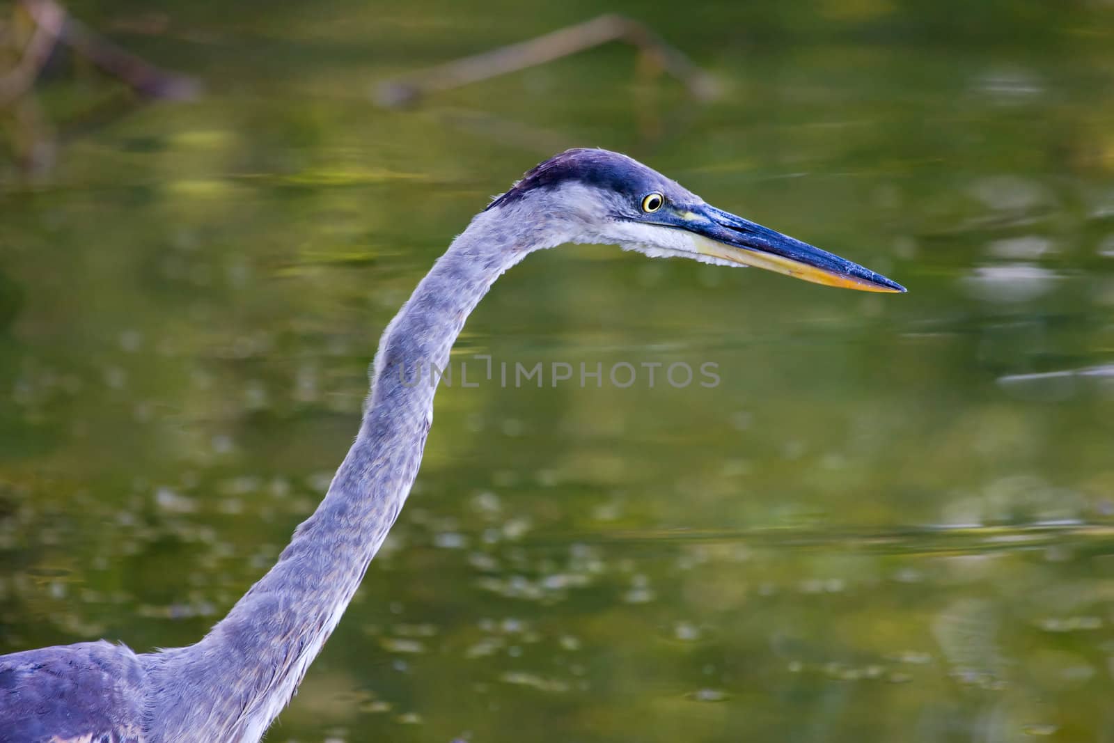 Great Blue Heron waiting for his next meal to swim by.