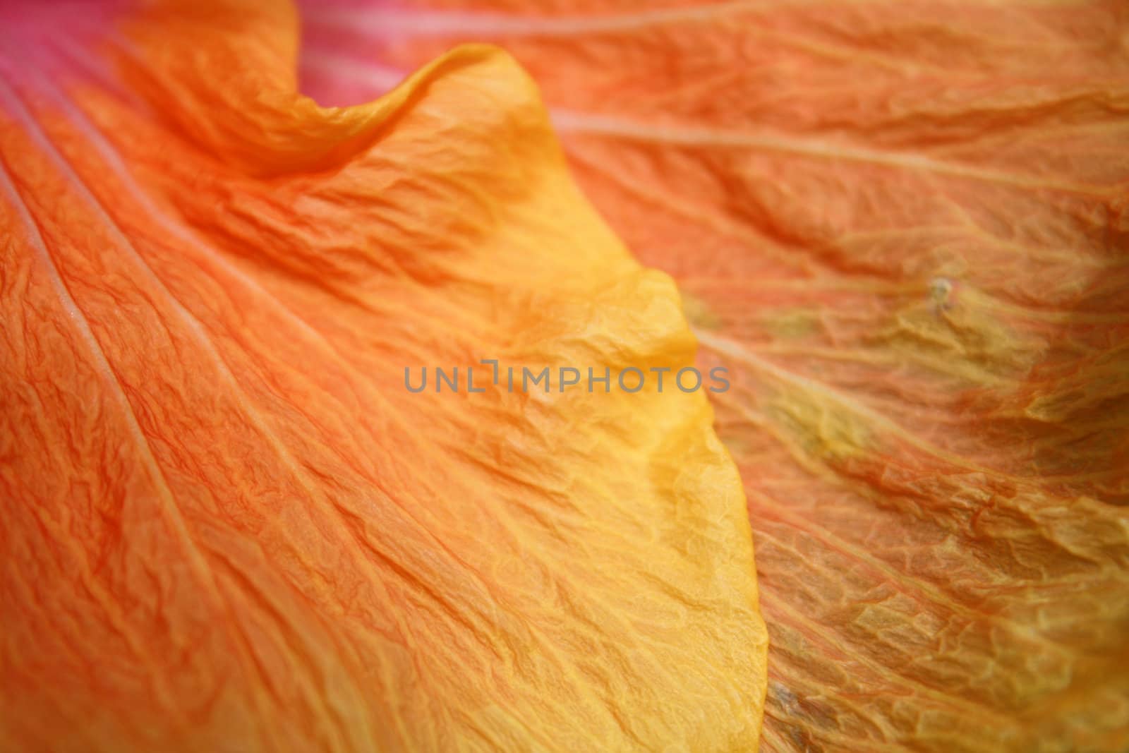 A background of a macro view of flower petals.