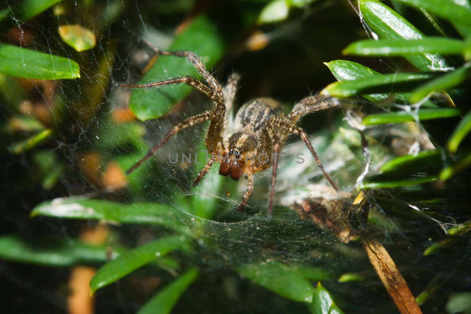 Garden Orb Spider working to keep his web in working condition.
